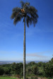 Ottos-Bluff-Hely-Hutchinsons-lodge-palm-tree-view