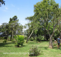 Bishopstow - Bishop Colenso Home  - Gardens - eastern facade -  (6)
