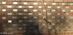 delville-wood-memorial-leinster-road-wall-of-rememberence-8