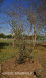Epworth Bethsemanie Olive tree (2)