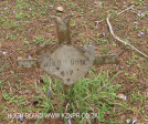 Fort Napier Cemetery Child Byrne
