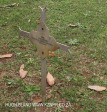 Fort Napier Cemetery Pvt T Rogers 1900