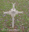 Fort Napier Cemetery Pvt WH Ridge 1900