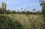 PMB - Victoria Bowling Club - Prince Elizabeth Drive - Greens (4)
