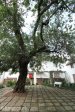 pmb-longmarket-street-voortrekker-museum-trees-1912-2
