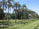 maritzburg-bowling-club-palm-avenue