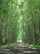 pmb-swartkops-road-kzn-botanic-gardens-plain-trees-planted-1908-1