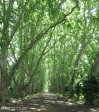 pmb-swartkops-road-kzn-botanic-gardens-plain-trees-planted-1908-3