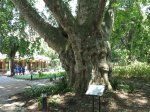 pmb-swartkops-road-kzn-botanic-gardens-plain-trees-planted-1908-4