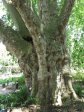 pmb-swartkops-road-kzn-botanic-gardens-plain-trees-planted-1908-5