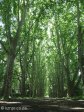 pmb-swartkops-road-kzn-botanic-gardens-plain-trees-planted-1908-6