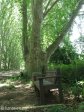 pmb-swartkops-road-kzn-botanic-gardens-plain-trees-planted-1908-7