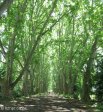 pmb-swartkops-road-kzn-botanic-gardens-plain-trees-planted-1908-8