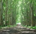 pmb-swartkops-road-kzn-botanic-gardens-plain-trees-planted-1908-9