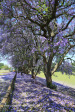 St Johns College cricket and rugby fields (11)