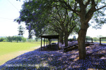 St Johns College cricket and rugby fields (17)