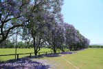 St Johns College cricket and rugby fields (20)