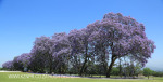 St Johns College cricket and rugby fields (8)