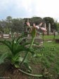 Voortrekker Cemetary  East - Grave  Colenso in background