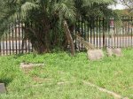 Voortrekker Cemetery East graves Edward & Gertrude Coombe