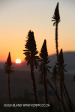 Dusk to Dawn - Piet Retief sunset (4)