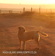 Dusk to Dawn farm animals (1)