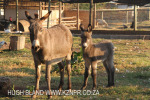 Dusk to Dawn farm animals (2)