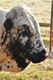 Dusk to Dawn farm animals (3)