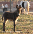 Dusk to Dawn farm animals (5)