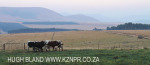 Dusk to Dawn - farm vistas (10)