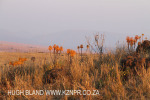 Dusk to Dawn - farm vistas (5)