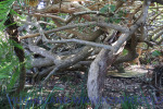 Ramsgate-sound-garden-1