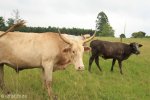 Richmond Country Club - Polo ground - lawnmowers (1)
