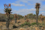 Fugitives Drift approach road and aloes (1)