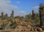 Fugitives Drift approach road and aloes (2)