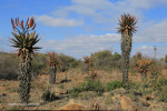 Fugitives Drift approach road and aloes (7)