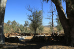 Rorkes Drift British Cemetery north of drift soldiers graves  (3)