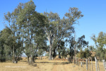 Rorkes Drift British Cemetery north of drift soldiers graves  (5)