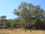 St Augustine Mission Church outbuildings (2)