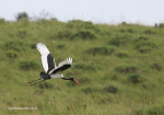 Vidal-saddle-back-stork-1