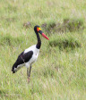 Vidal-saddle-back-stork-2