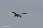 Vidal-saddle-back-stork-4