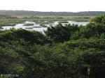 saint-lucia-estuary-mouth-6