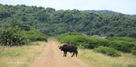 vidal-buffalo