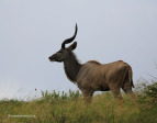 vidal-kudu-1