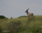 vidal-kudu-2