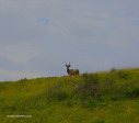 vidal-kudu-3