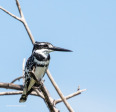 vidal-pied-kingfisher-1