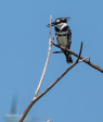 vidal-pied-kingfisher-2