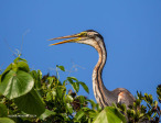 vidal-purple-heron-2